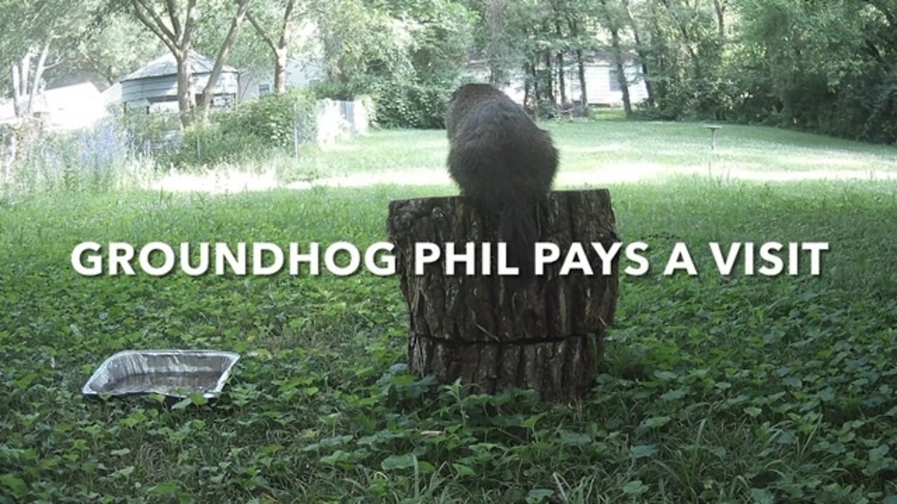 Groundhog Phil Pays A Visit