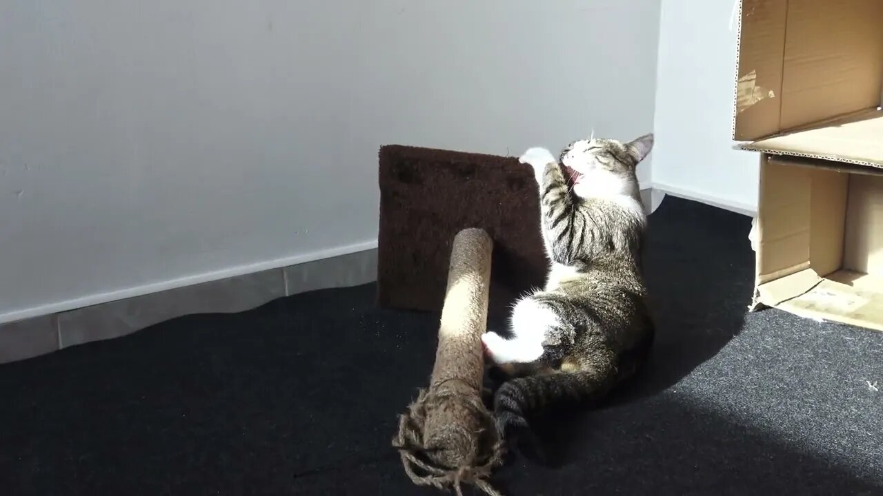 Cat Is Unforgiving with the Evil Scratching Post