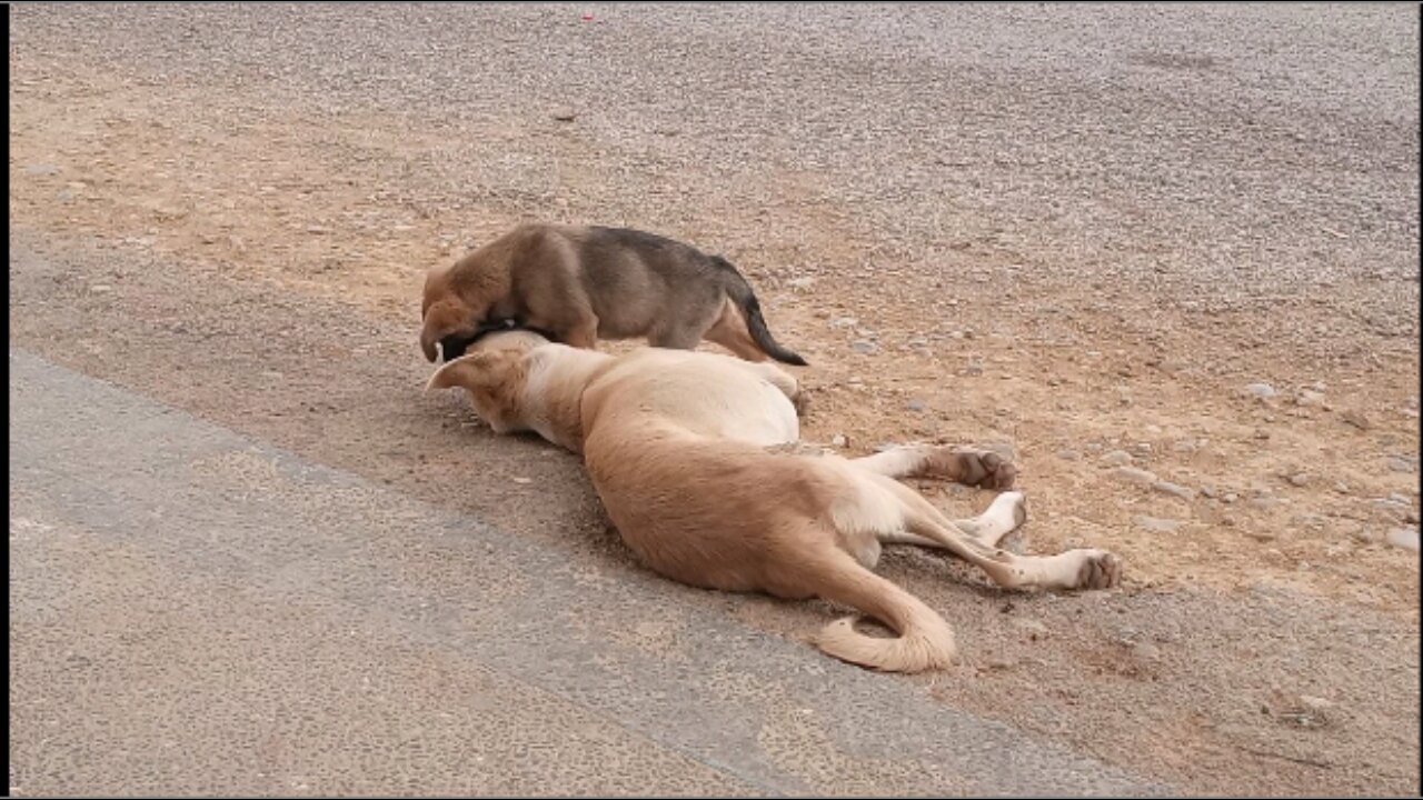 Beautiful dogs playing in a village#shorts