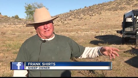 Sheep cross the foothills