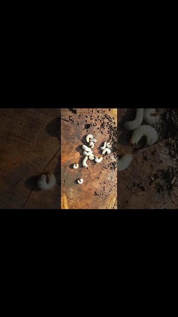 Not Even Half Of The Grubs I Pulled Out Of My Garden #gardening #garden #diy #grubs #gardenpest