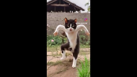 Cute Funny Dancing Cat