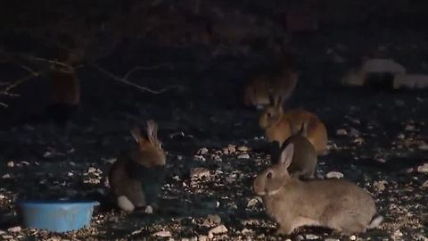 Reward offered for info on 'mass rabbit killer'