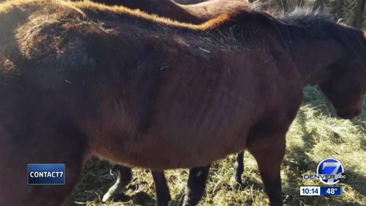 Horse rescues upset sickly animals taken to Fort Collins auction house