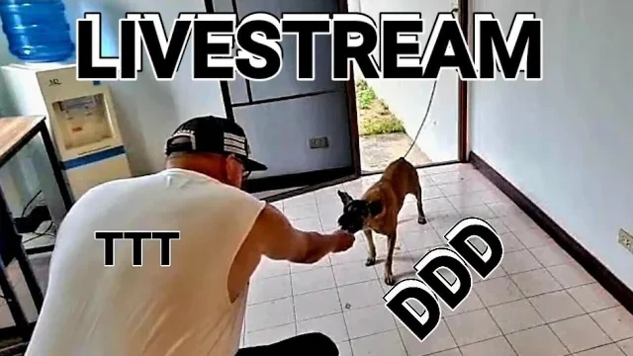 DDD LIVESTREAM