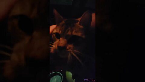 My cat greets me then gets into the car!!!