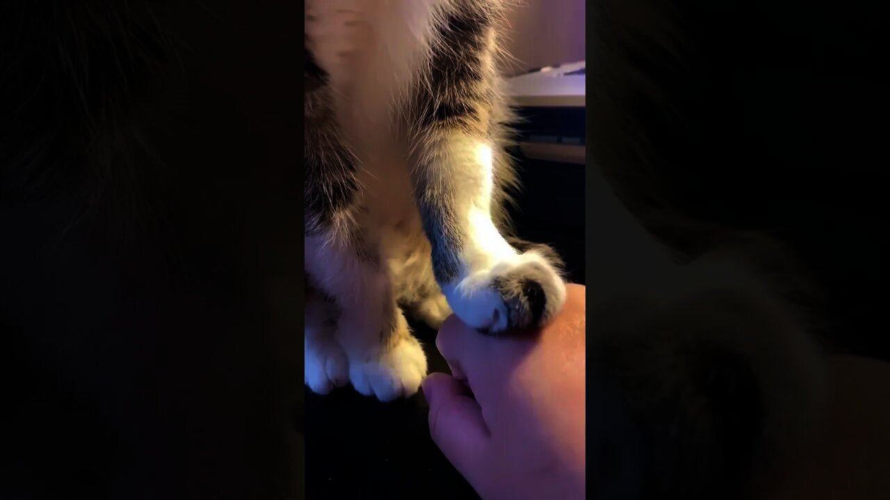 no dont touch not without a ring 🥰 try not to laugh - funny cats #shorts