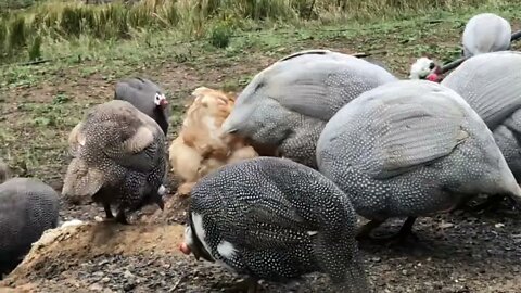 Stunning display of chickens and guinea fowl