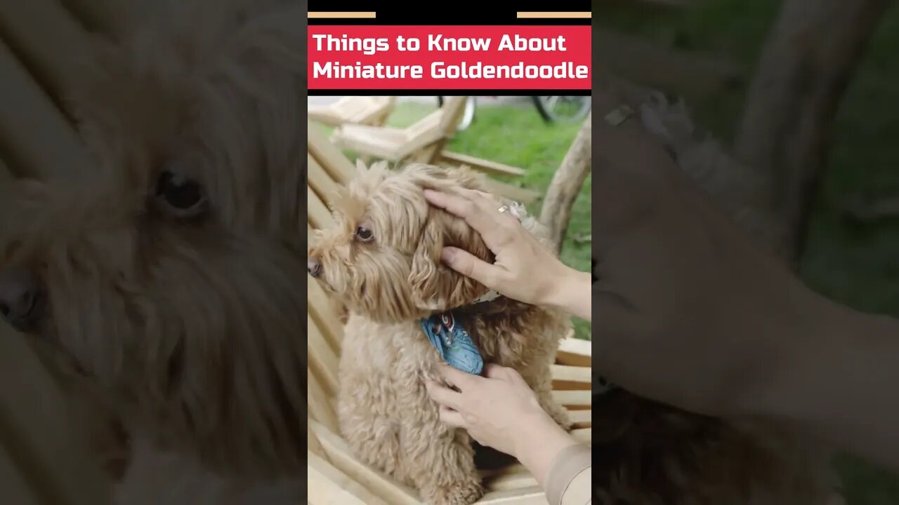 Mini Goldendoodle what You don't know