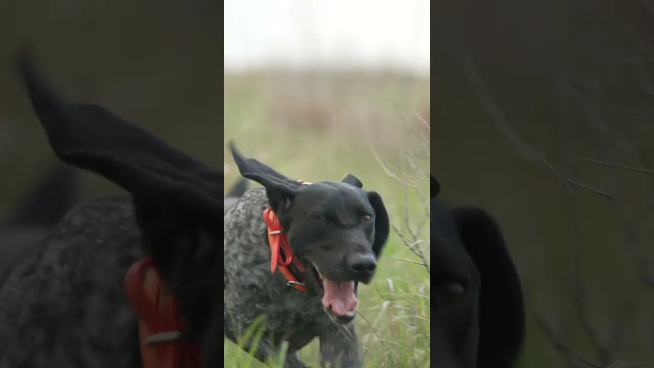 Steady Bird Dog Prepping For Hunting Season