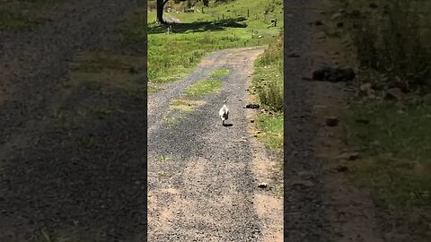 Guinea fowl follow me to the paddock