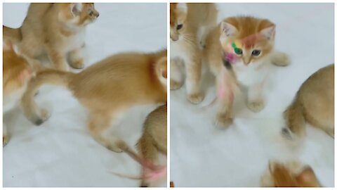 Many cats are playing