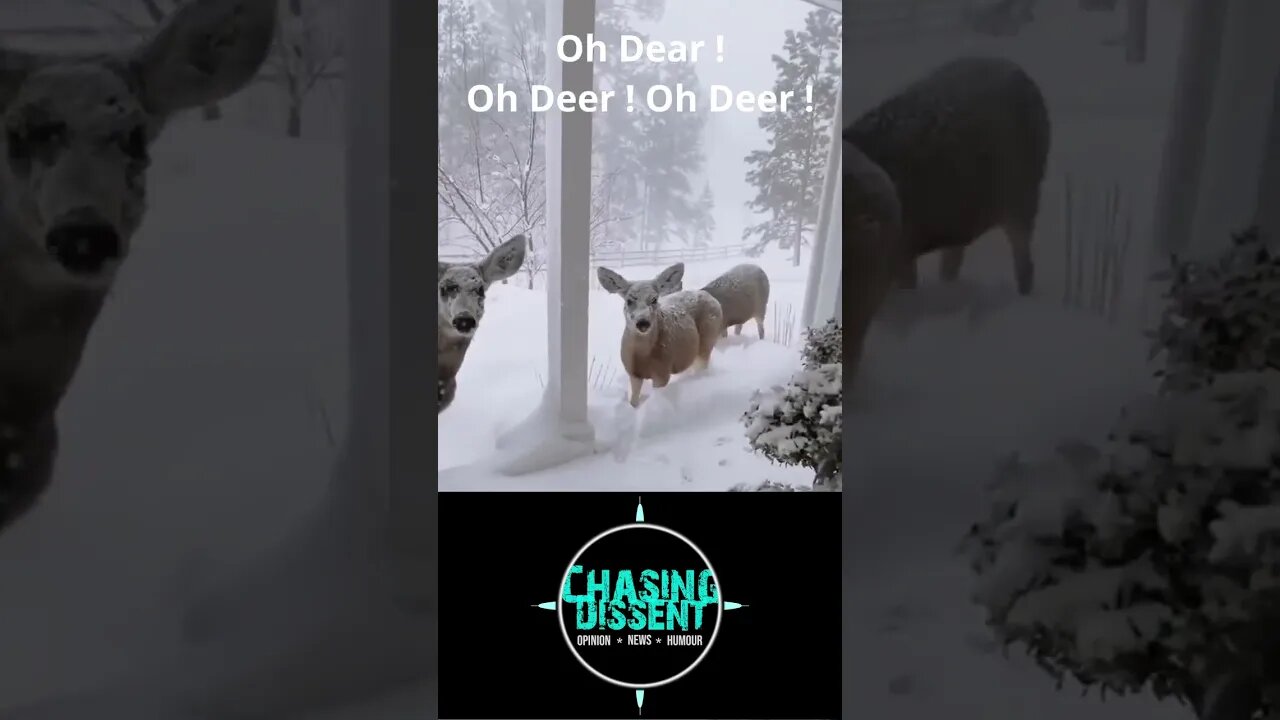 Oh Deer !