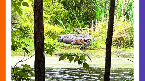 Alligator Eats A Guy Alive