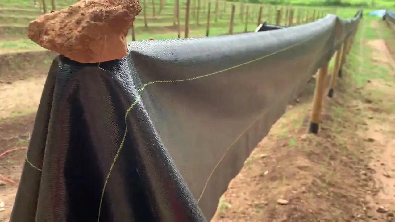 Furando a rafia para começar o plantio de pitaya (Drilling the raffia to start the pitaya planting )