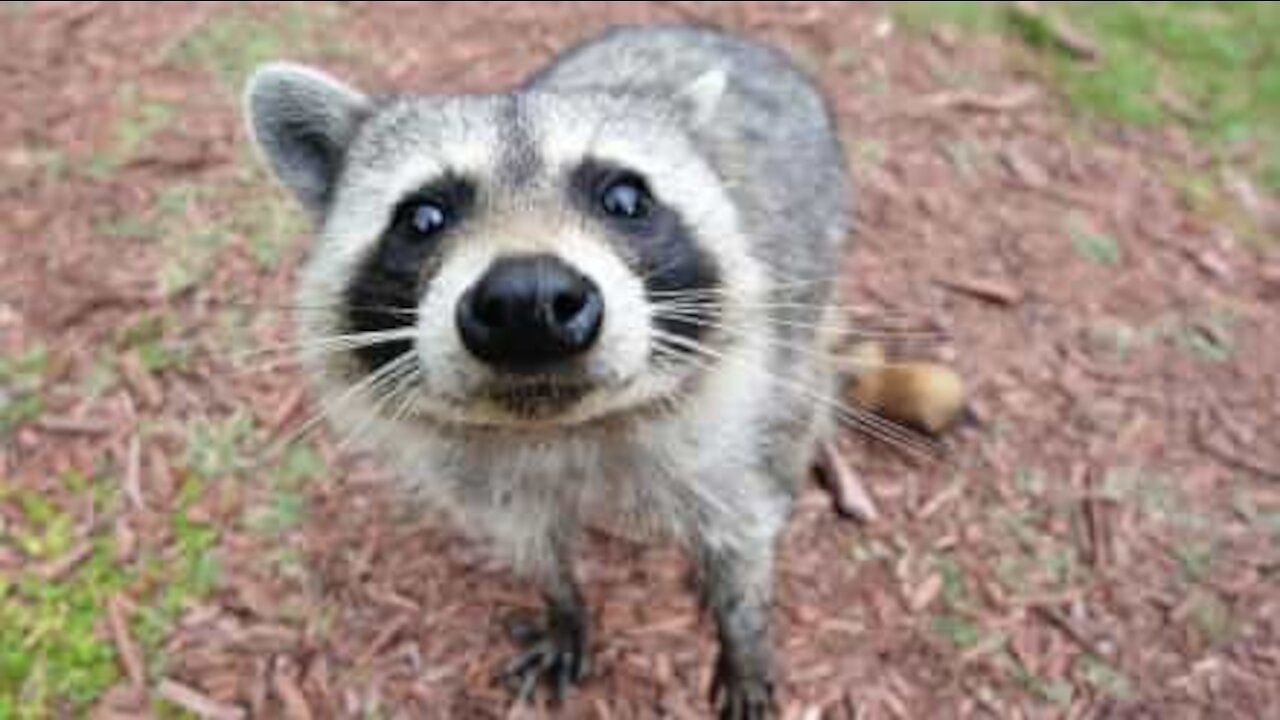 Factory closed because of pandemic provides new home for raccoon