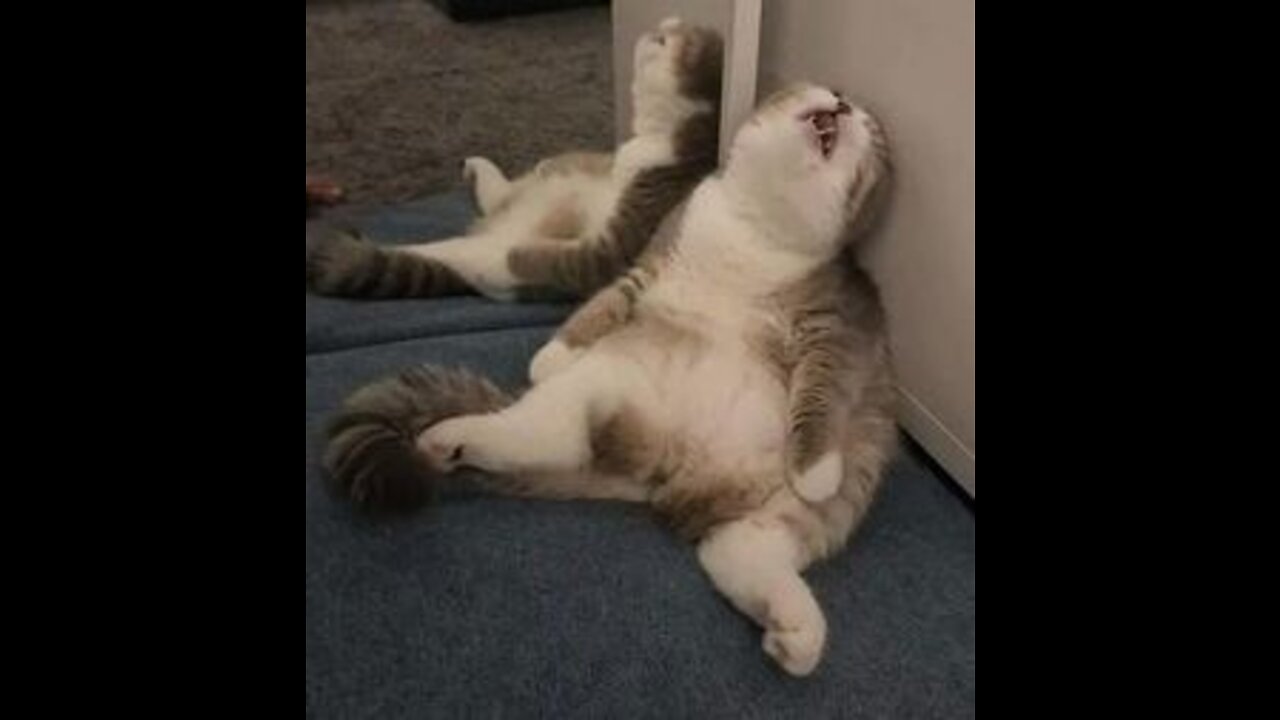 Funny Cats Change your Mind