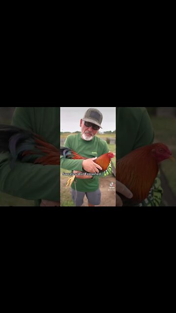 Sweater /Asil Explained 🔥