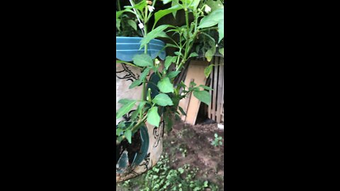 My little garden2