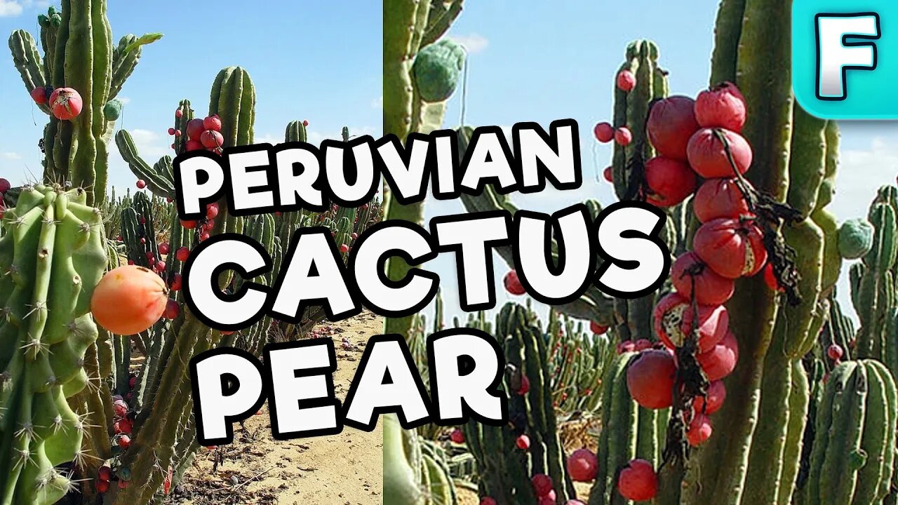 Peruvian Apple Cactus Fruit | Fruits You've Never Heard Of