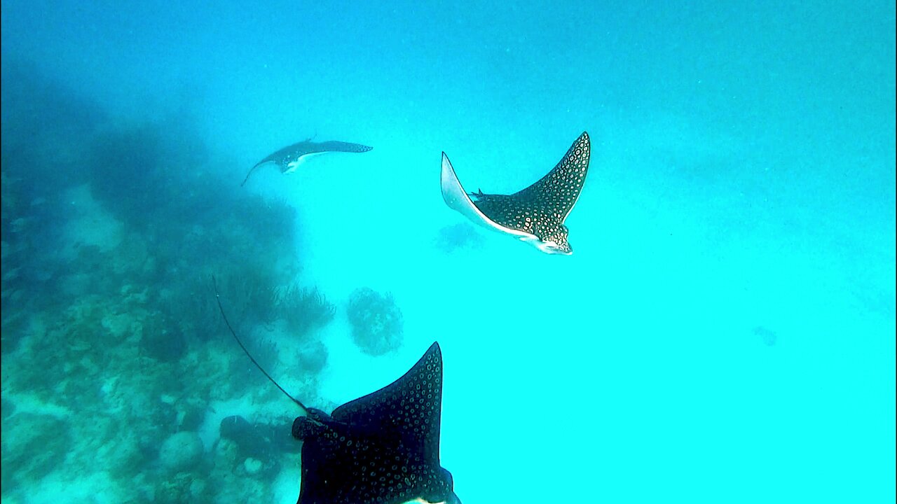 Spotted eagle stingrays come to closely examine scuba diver