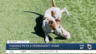 Pet of the Week: Brooklyn