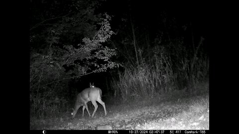 Deer 10-27-2024