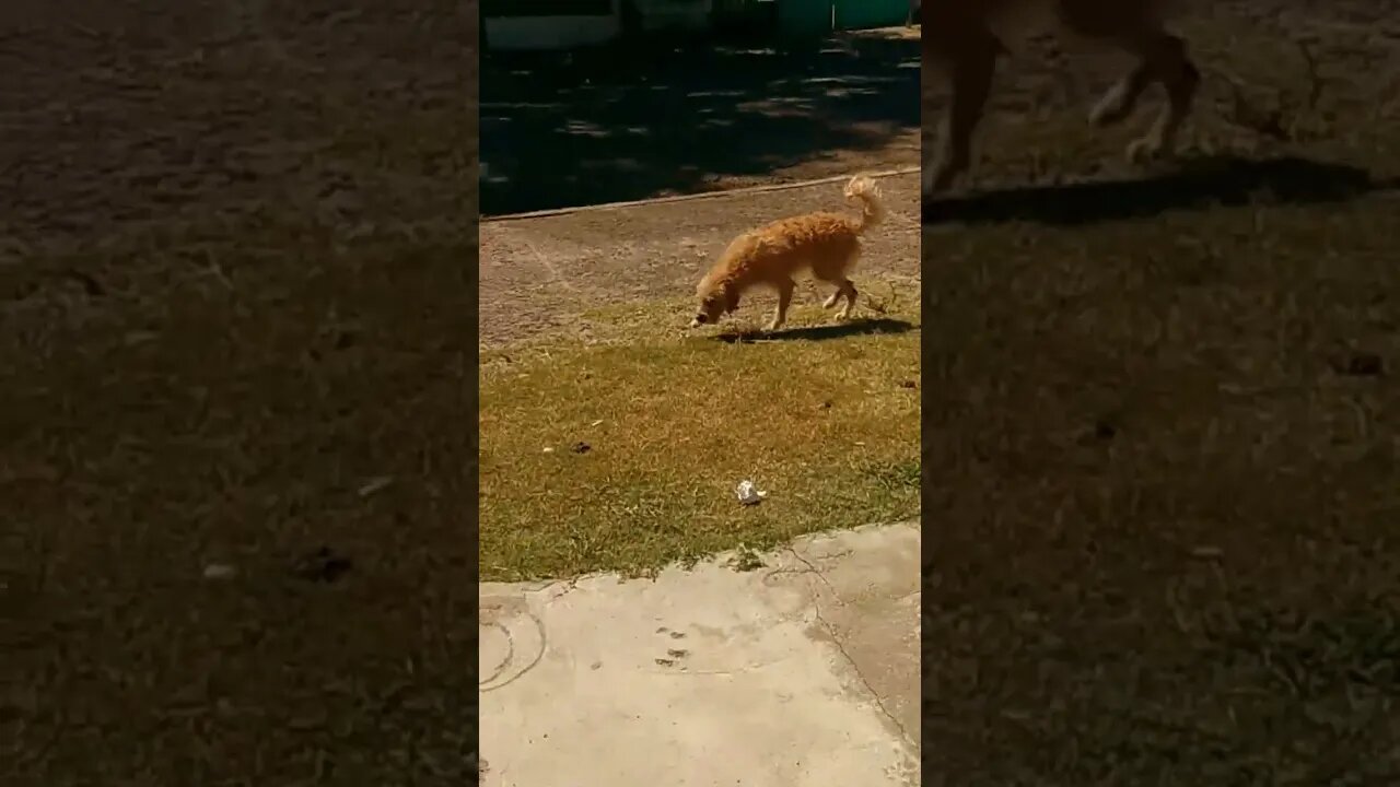 Día de Reyes! La barra de perritos en "El Hongo" #tacuarembó #uruguay