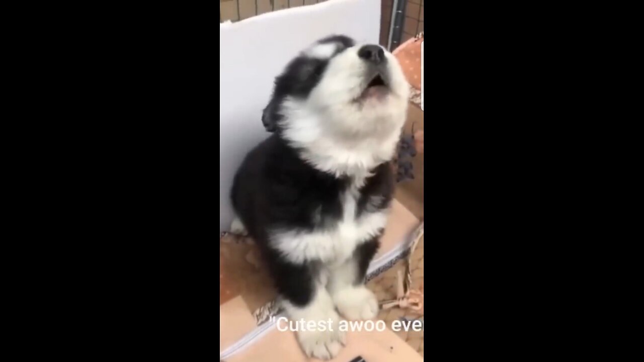 baby husky howling cute _shorts