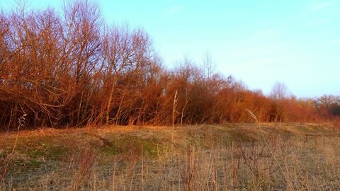 NATURE SOUNDS-FOREST BIRDS SINGING-RELAXING SOUND OF WIND & WOODLAND BIRDSONG-STUDY 2022