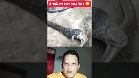 snakes eat snakes #snake #kingcobra #wildanimals #shorts