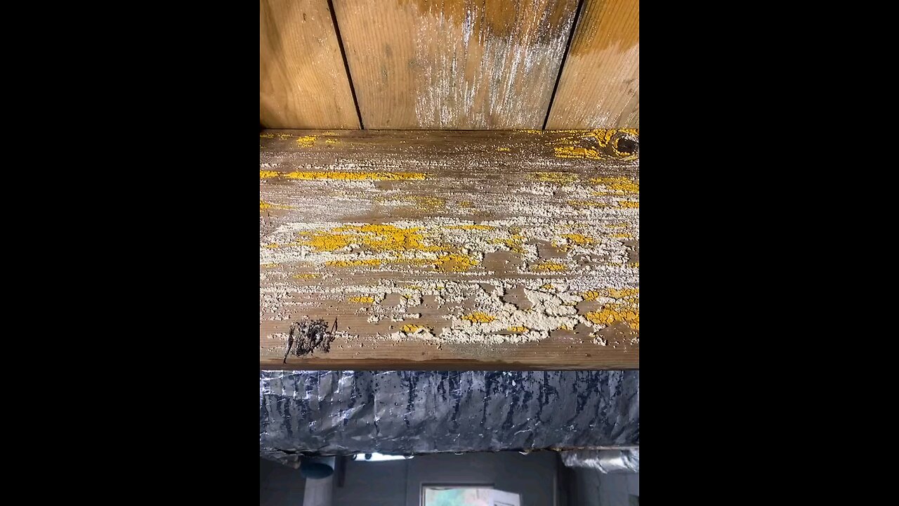 Mold Removal