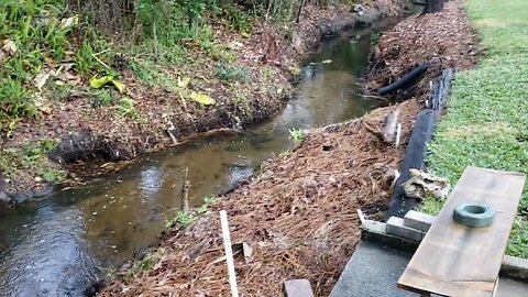 Otter plays for us in the creek and says hello!