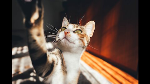 Kitten plays with the medicine bottle 🐱🤣😁