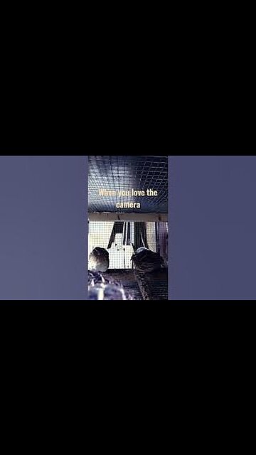 When you love the camera but your flock lacks interest. #wellerman