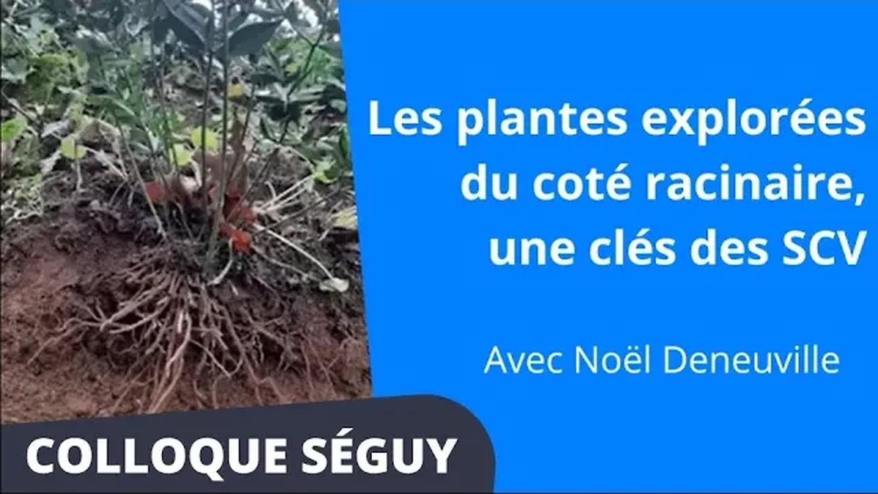 Les plantes explorées du coté racinaire, une des clés des SCV, Noël Deneuville