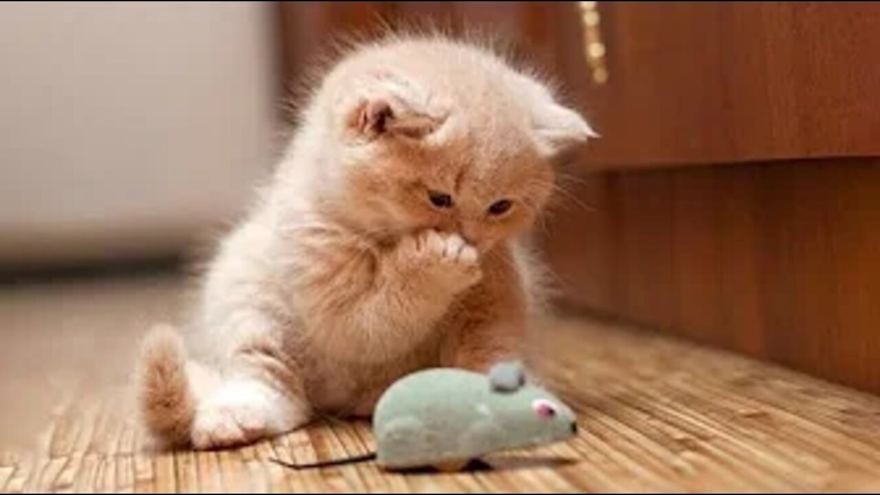 Best Animals 🔴 2 Minutes of Funny Cats and Dogs Videos 2022! #8
