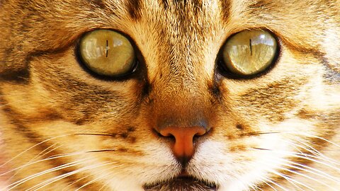 Unraveling Cat Behavior