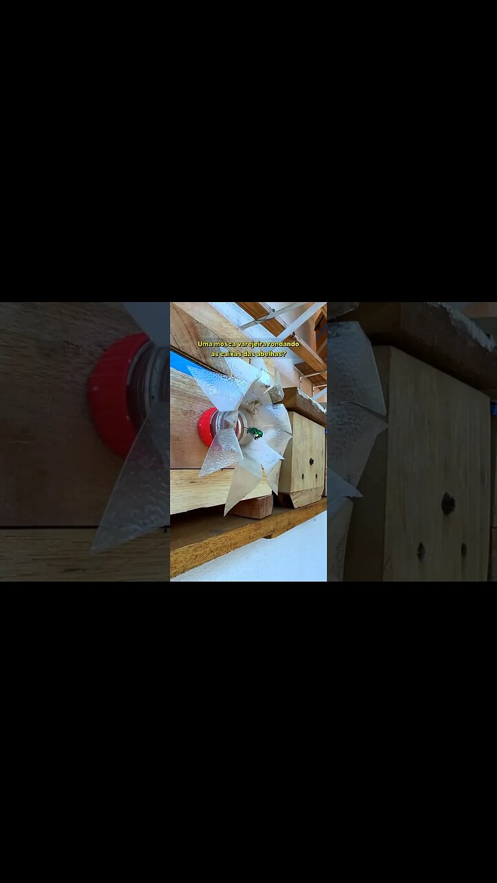 Isso é uma mosca verde ou uma abelha? #Shorts