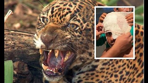 Meet the jaguar of the Amazon