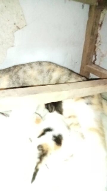 The cat that just gave birth to its kittens is cute