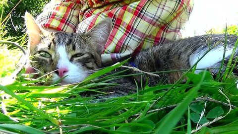 Kitten Goes on a Trip with Us