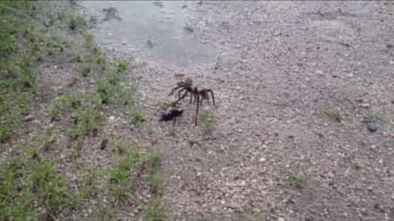 Spider wasp viciously attacks tarantula