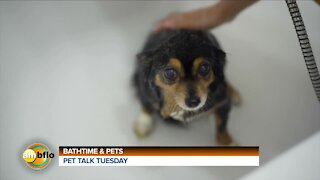 PET TALK TUESDAY - BATHING YOUR PET