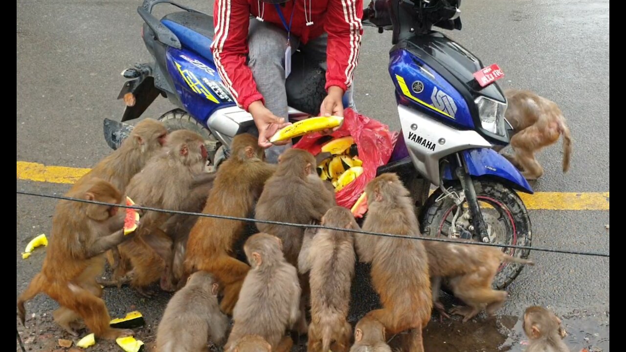 Feeding the Maternity monkey watermelon & plum in the rain| Thankyou Ms. Claudine from Washington DC