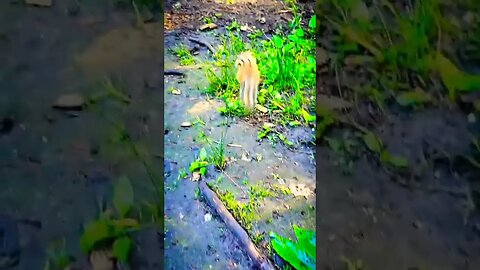 squirrel 🐿️🔥😲 | ua58sb #shorts #animals @bbcearth@ChipmunksofTikTok