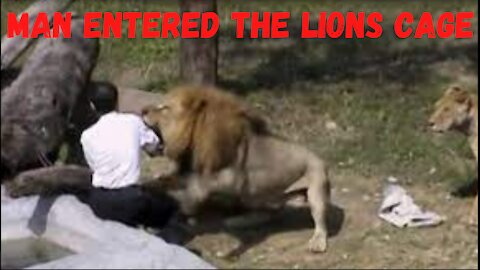 Man Entered The Lions Cage