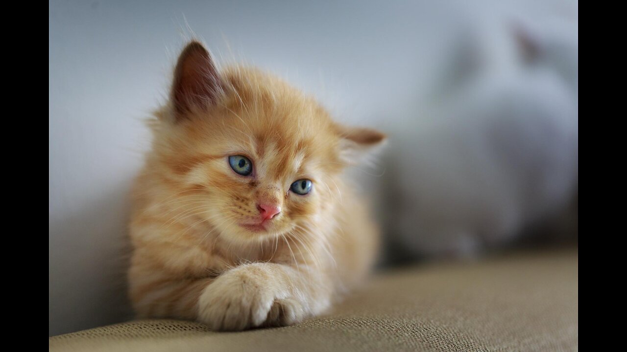 Cute and Funny Cat