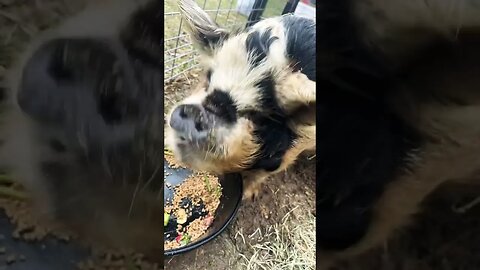 Hungry pigs 🐷 #farmlife #fy #chickens #youtube #kunekune #youtubeshorts #youtubechannel #fresheggs