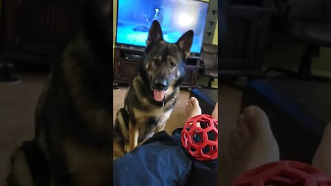 Maltese and German Shepherd 061723